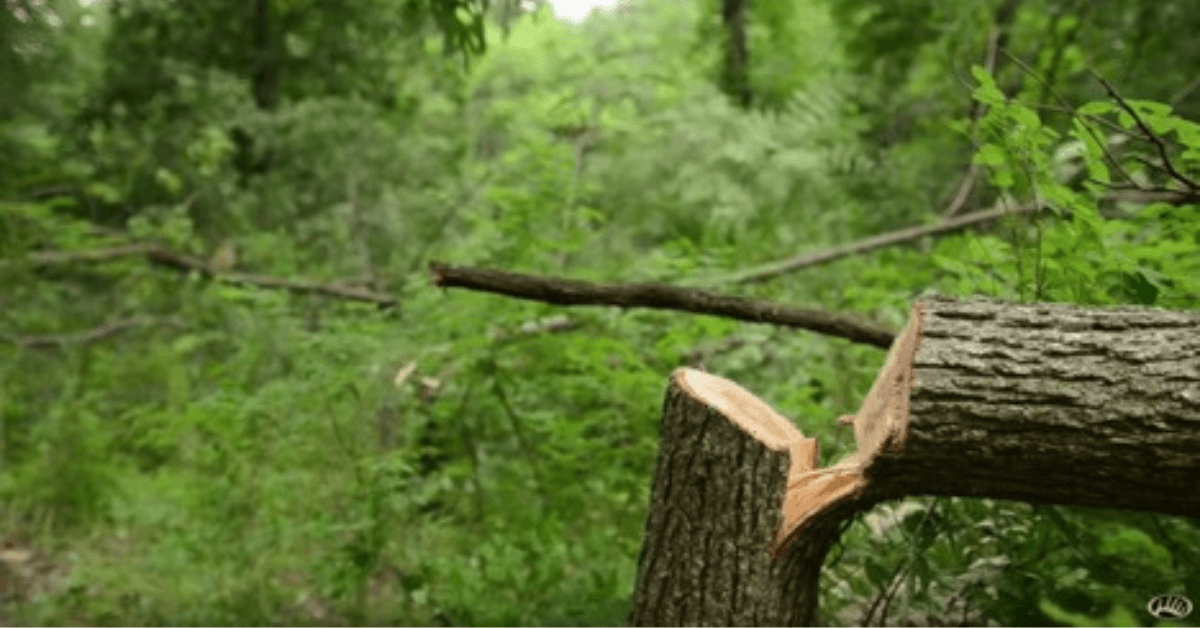 Reasons to Hinge Cut Before Deer Season
